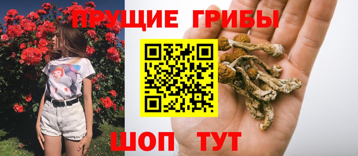 Будённовск  Псилоцибиновые грибы MAGIC MUSHROOMS  Вход с VPN 
